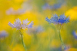 Korenbloemen by Elles Rijsdijk