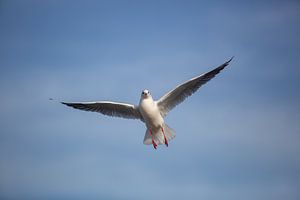 Mouette en vol sur Salke Hartung