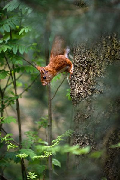 écureuil roux par Andy van der Steen - Fotografie