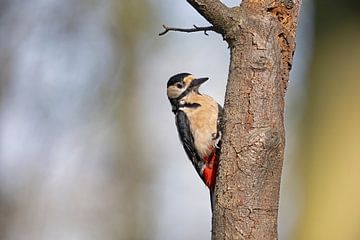 Pic épeichette sur Henk van Dorp