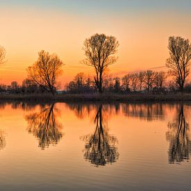 2 times 4 trees in the Maalwater by peterheinspictures