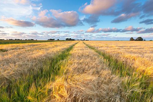 Zomer op het Hoge Land van Groningen - Nederland