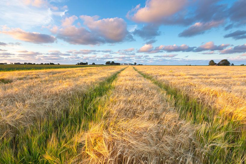 Sommer auf dem Hoge Land von Groningen - Niederlande von Bas Meelker