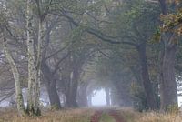 Schöner nebliger Herbstmorgen