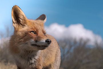 Fox up close with pretty blue background by Jolanda Aalbers