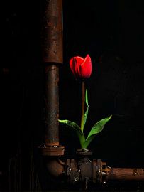 Spring in the gutter by Harmannus Sijbring