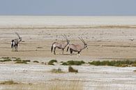 Oryxen in Namibië in een schraal winterlandschap van Chris Moll thumbnail