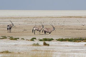 Oryxen in Namibië in een schraal winterlandschap van Chris Moll