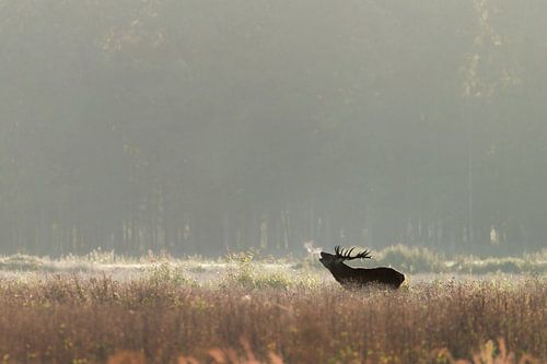 Bronst im Weerterbos