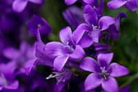 Lila Blumen im Licht