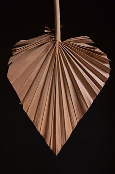 Detailed - dried palm leaf with black background