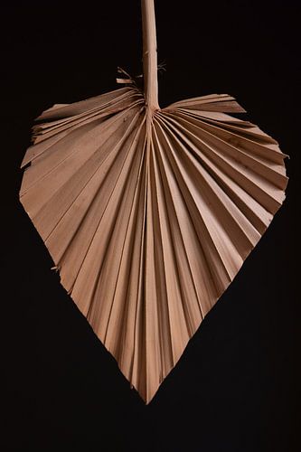 Detailliert - getrocknetes Palmblatt mit schwarzem Hintergrund