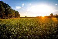 Maisveld bij zonsondergang