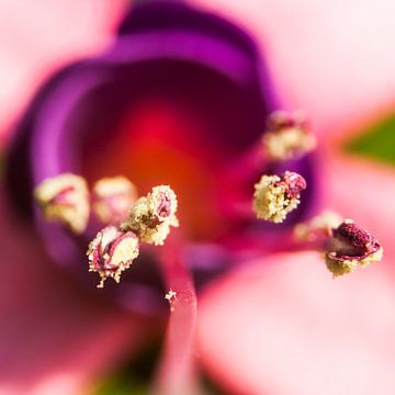 Stuifmeel op de draad