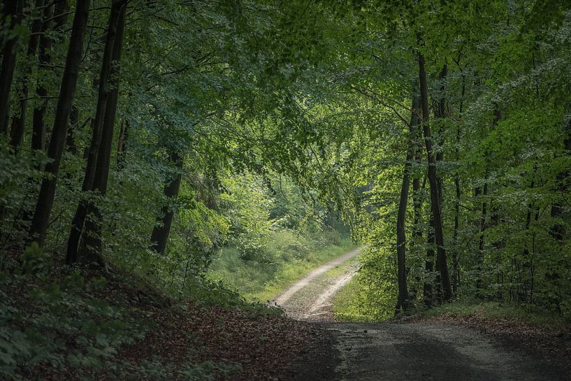 het bos uit van ina van zandwijk