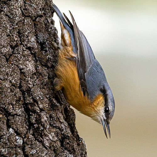 Sittelle torchepot à l'envers
