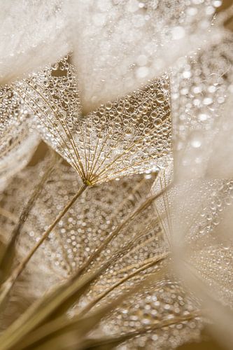 De warme bruin - goudachtige kleuren van een Tragopogon