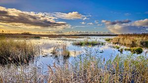 Callantsoog Naturschutzgebiet das Zwanenwasser im Winter von eric van der eijk