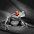 Rotäugiger Laubfrosch von Frans Lemmens Miniaturansicht