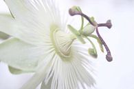 Weiße Passionsblume von Jessica van den Heuvel Miniaturansicht