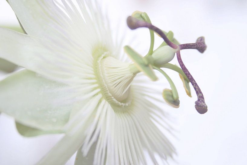 Weiße Passionsblume von Jessica van den Heuvel