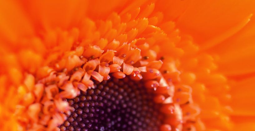 Bloem by Tashina van Zwam