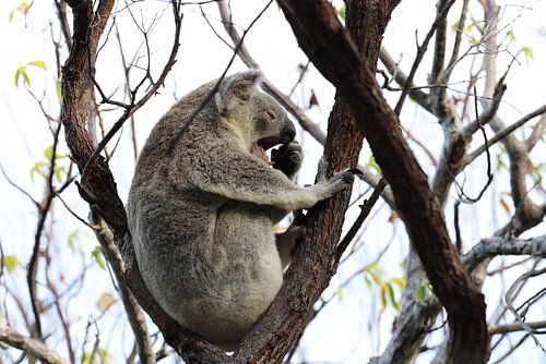 A Koala sits in a tree on Magnetic Island, Australia