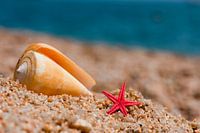 Starfish and shell