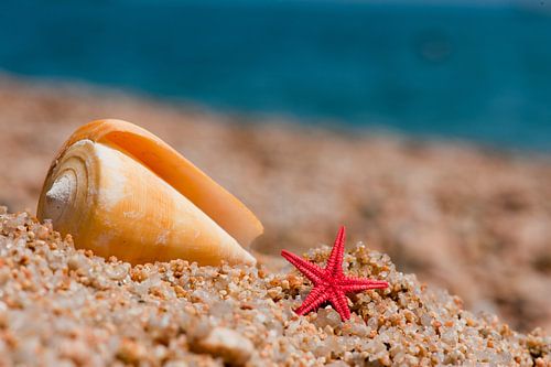 Étoile de mer et coquillage