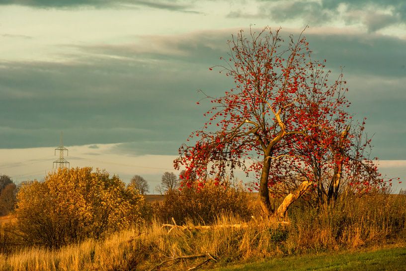 natuurbomen water zon van Johnny Flash