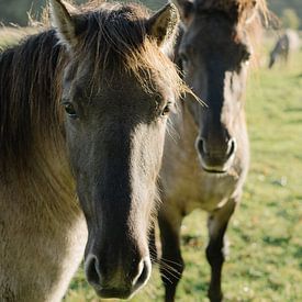 Konikpaarden van Mirella Lukens