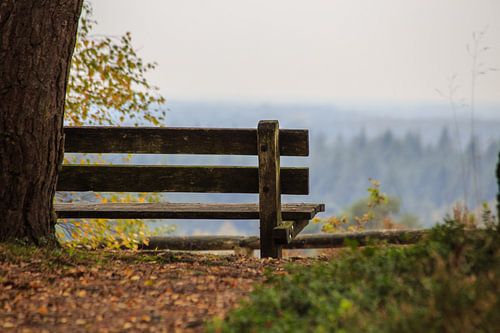 Bankje op de Sallandse Heuvelrug