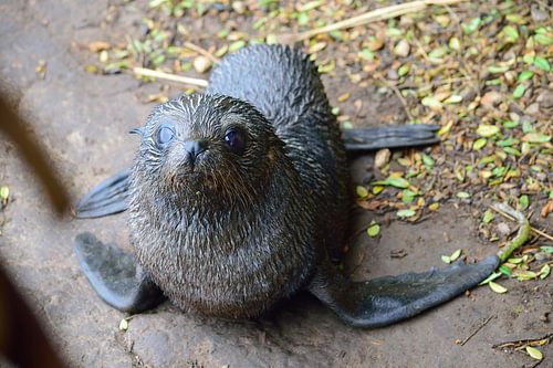 Schattige zeehondenpup