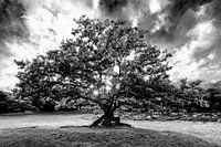 Boom  Bakkeveense Duinen met sunburst in zwart-wit