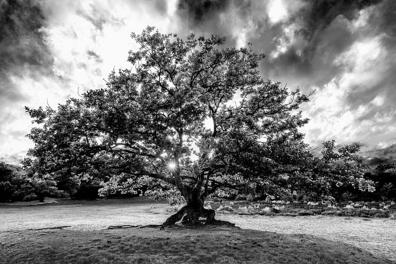 Baum Bakkeveense Dünen mit Sonnenausbruch in schwarz-weiß von R Smallenbroek