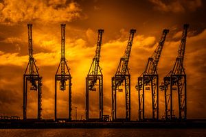Danse des girafes du port