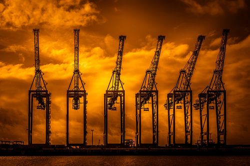 Dance of the harbour giraffes