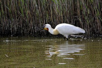 Lepelaar met waterdruppels op Texel van Leon Verra