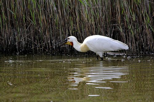 Spooner with water drops on Texel