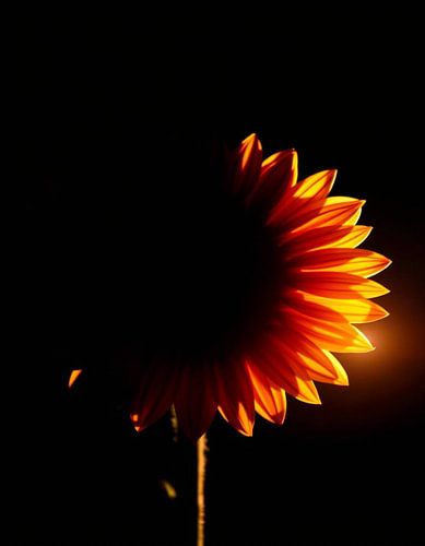 Ember Sun Xll