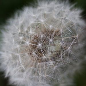 Paardenbloem in bloei