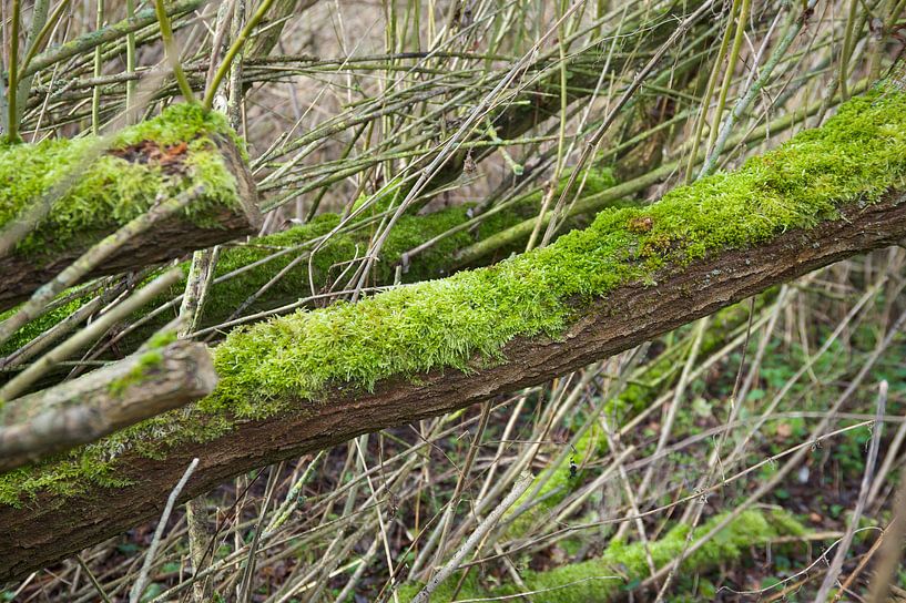Moss on tree trunk by Bart van Wijk Grobben