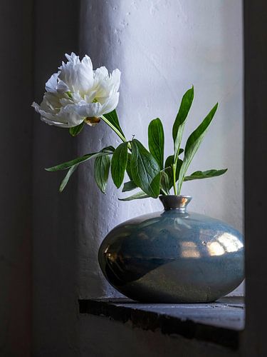 Pioenroos in Mobach vaas