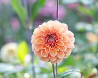Dahlia Apricona