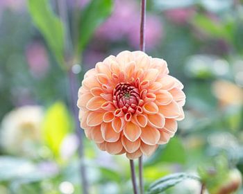 Dahlia Apricona