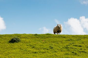 Schafe auf dem Deich von Marjolijn Maljaars