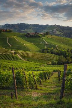De groene wijngaarden van Cuneo van Loris Photography