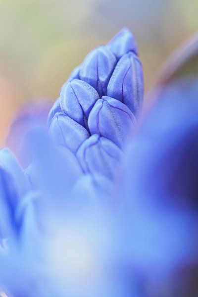 Sneeuwroem - Chionodoxa van Astrid Brouwers