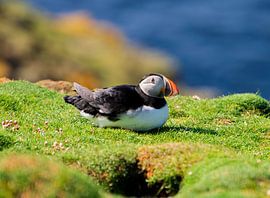 Puffin by Merijn Loch