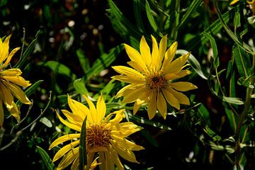 Cute yellow mule's ears by Frank's Awesome Travels